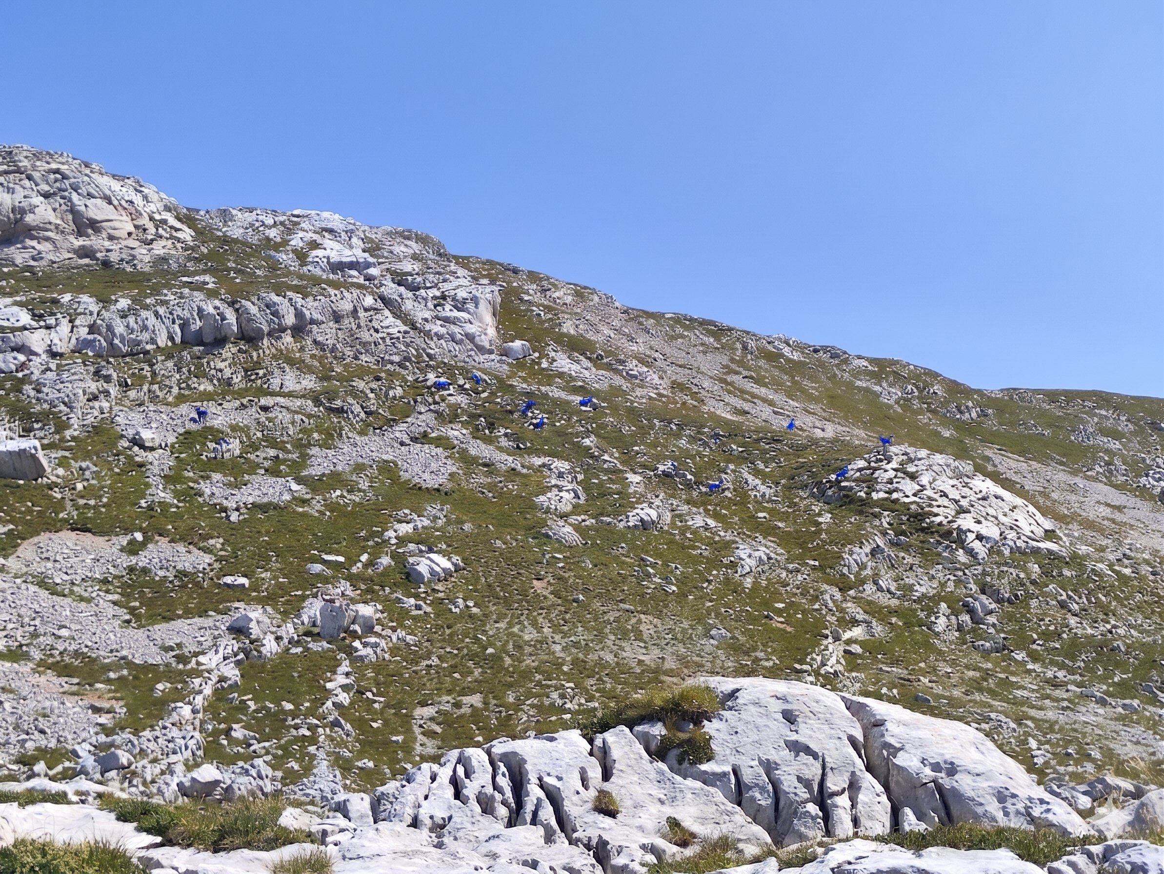 Blue ibex (click to enlarge)