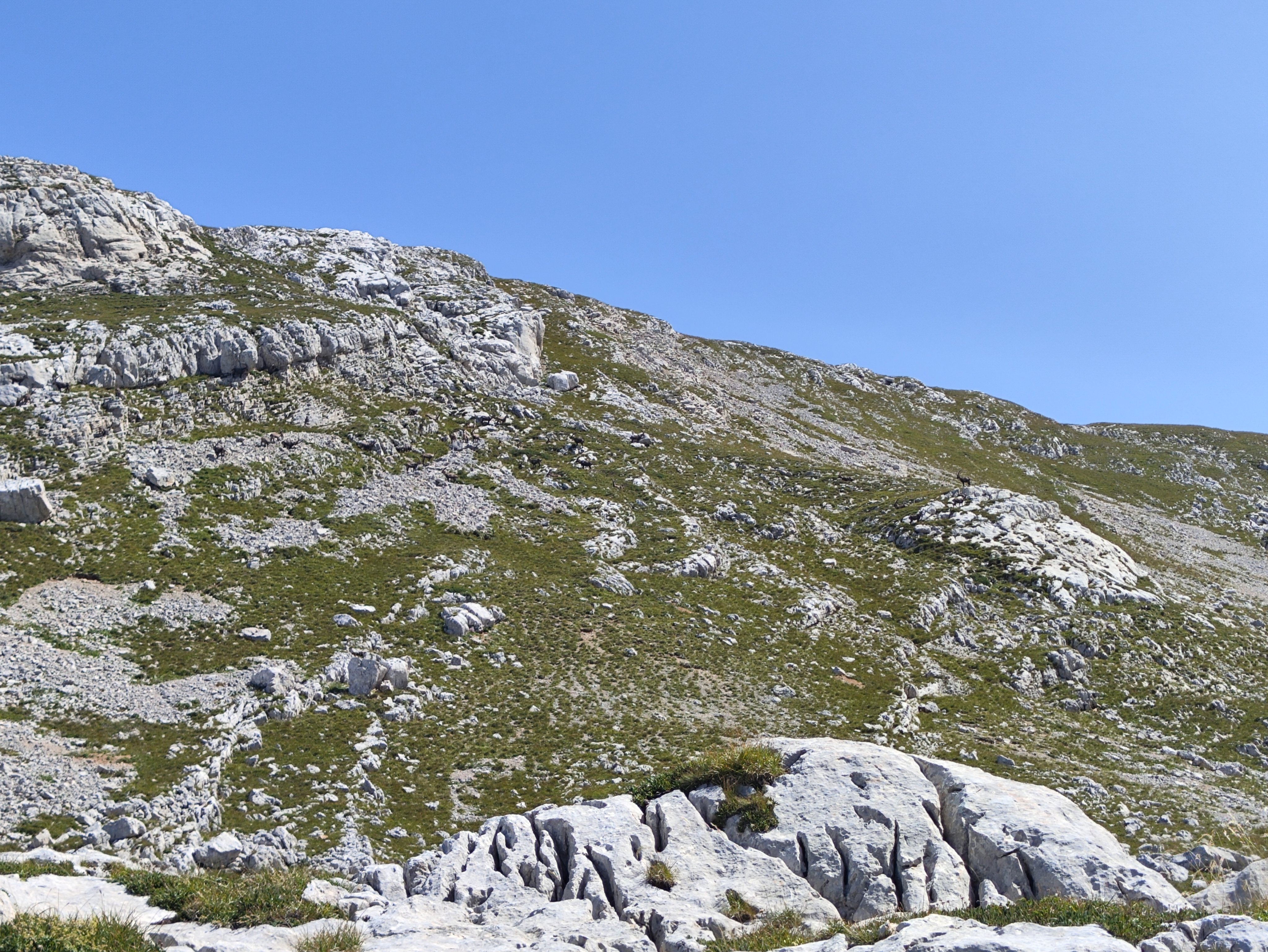 Alpine Ibex Vision Test